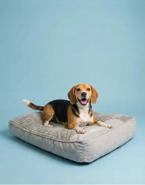 Photo of Beruhigendes Hundekissen